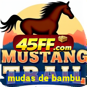 mudas de bambu